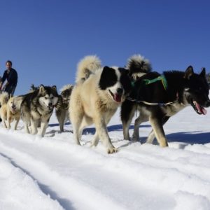 Des chiens de traîneaux permettant de faire des sorties dans nos grands espaces enneigés