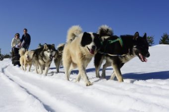Des chiens de traîneaux permettant de faire des sorties dans nos grands espaces enneigés