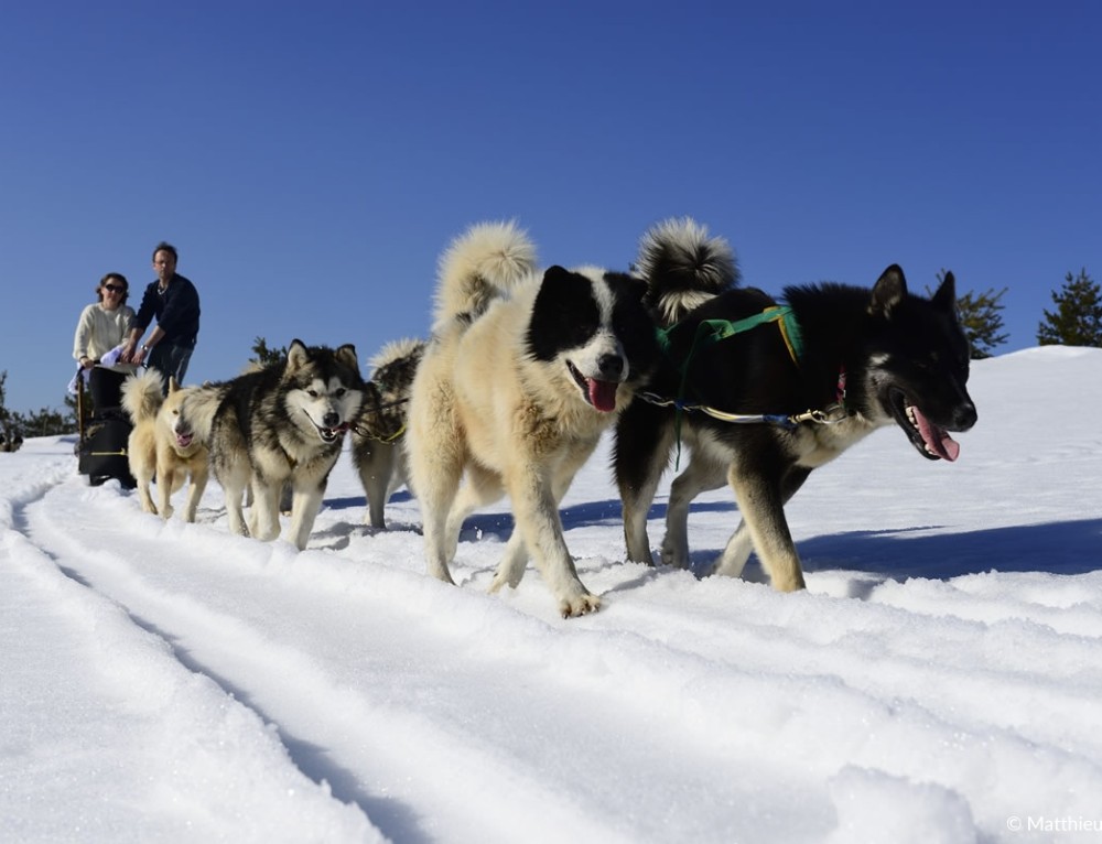 Des chiens de traîneaux permettant de faire des sorties dans nos grands espaces enneigés