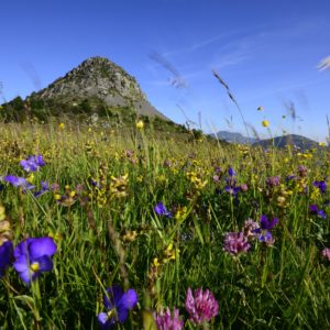 Le Mont Gerbier des Joncs, un des grands espaces naturels de notre territoire, fleuri en juin 2014