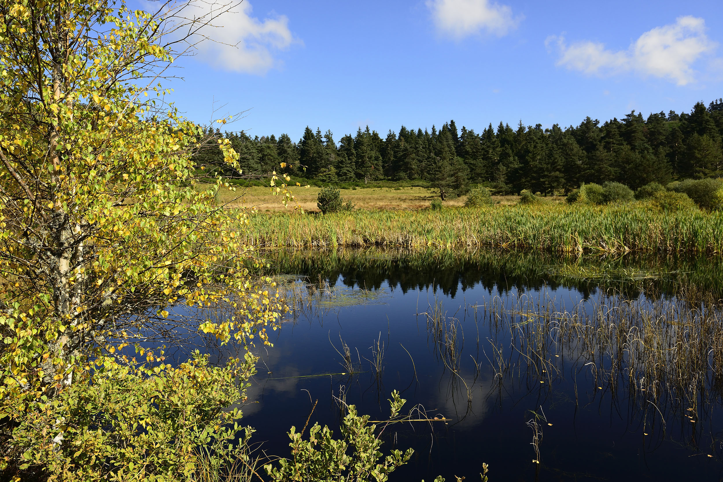 photo de la nature permettant de représenter la liberté, l'authenticité et la sérénité qu'apporte le territoire de la Montagne d'Ardèche. On voit les reflets de la nature dans l'eau d'un étang.