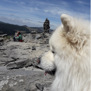 Randonner avec un chien